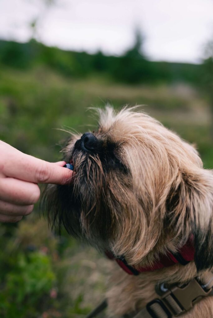 Can Dogs Eat Blueberries? What Dog Owners Need to Know Can Dogs Eat Blueberries
