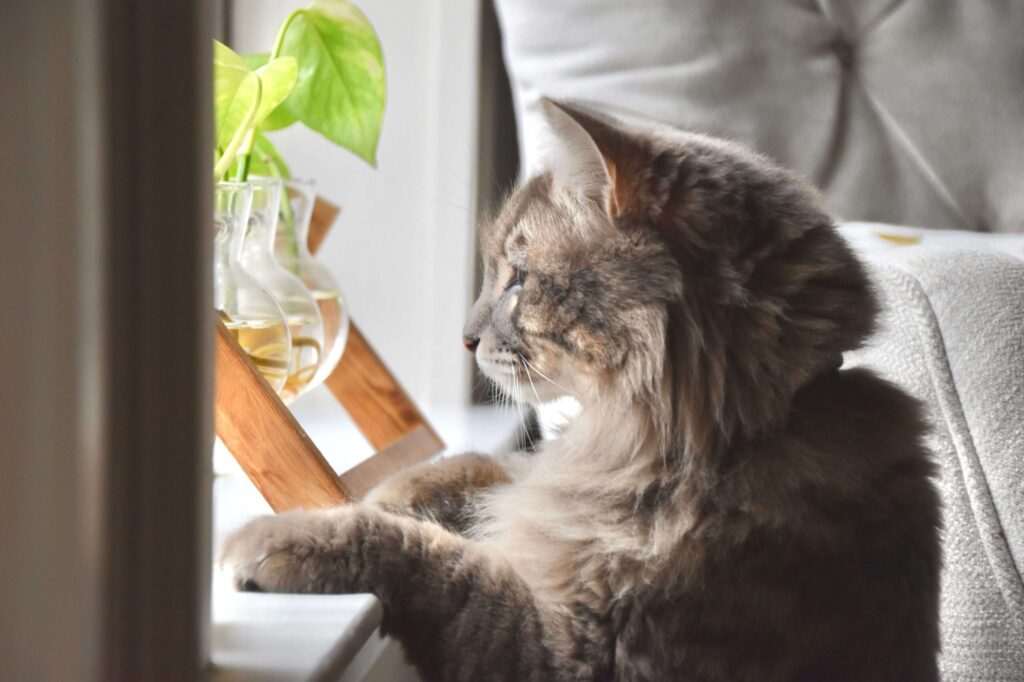 Is Pothos Toxic to Cats