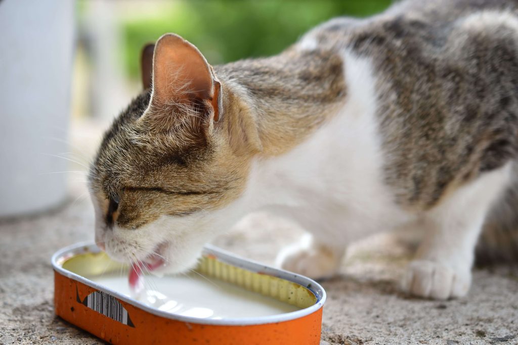 Can Cats Drink Vinegar