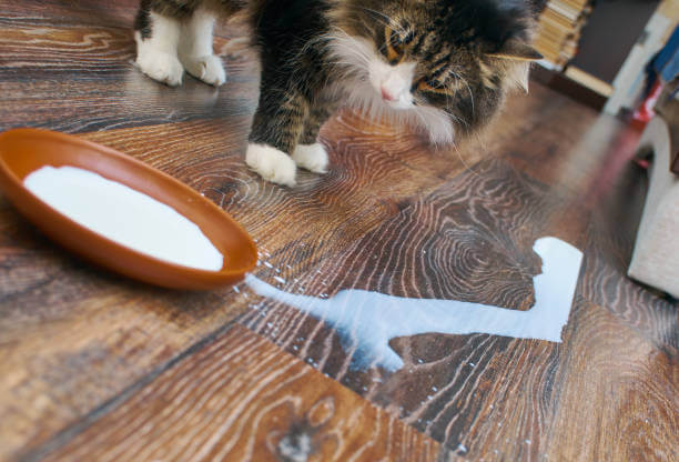 Common Mistakes Cat Owners Make With Vinegar