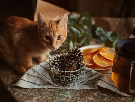 Is Pine-Sol Safe for Cats