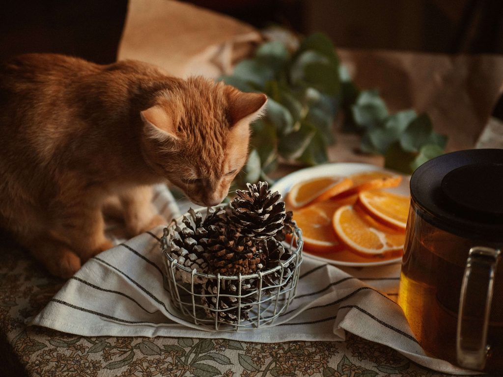Is Pine-Sol Without Pine Oil Actually Safe Around Cats