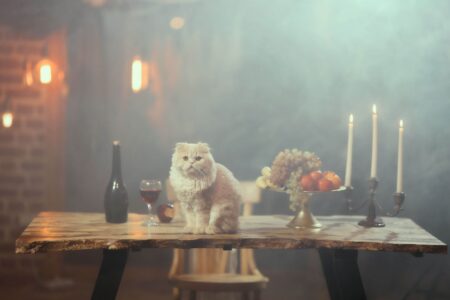 Is Vinegar Safe for Cats