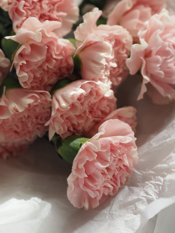 Close-up of pink carnation flowers in a bouquet, a reminder to check every flower in mixed bouquets with snapdragons for cat safety