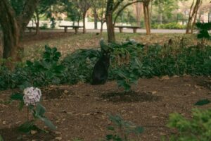 Are Snapdragons Toxic to Cats? A Complete Safety Guide Black cat sitting among garden flowers and plants, including snapdragons that are non-toxic to cats