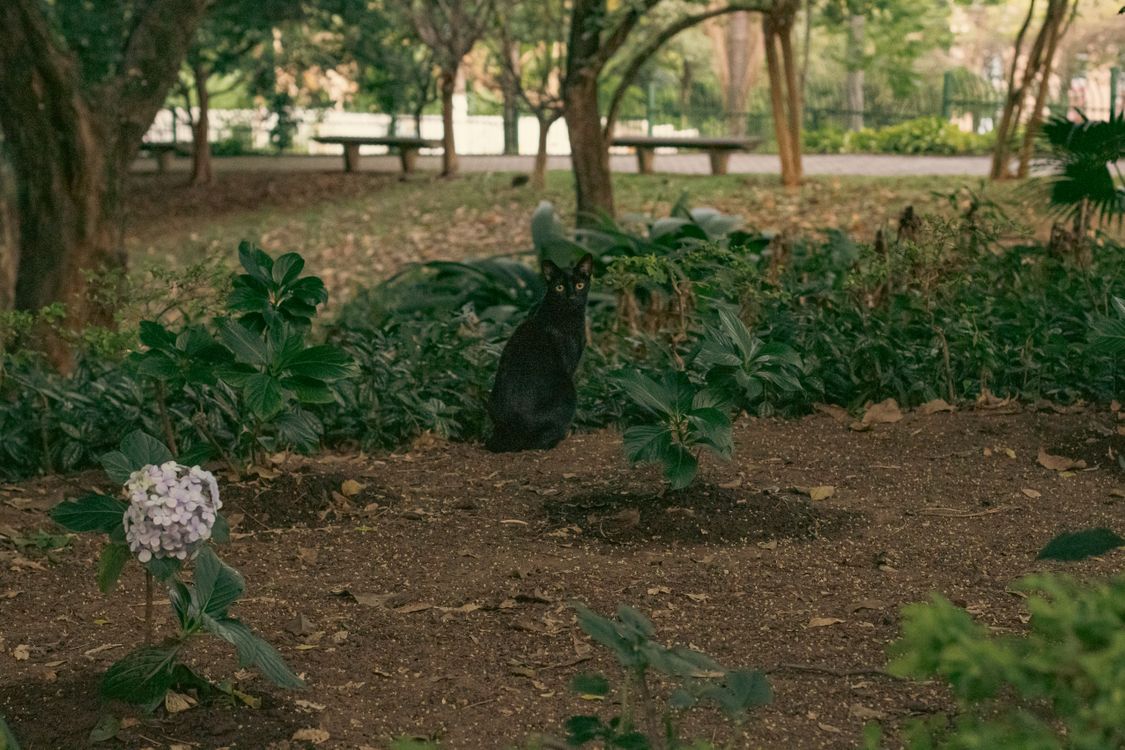 Black cat sitting among garden plants - are African violets toxic to cats? They are safe, but cats should not chew the leaves