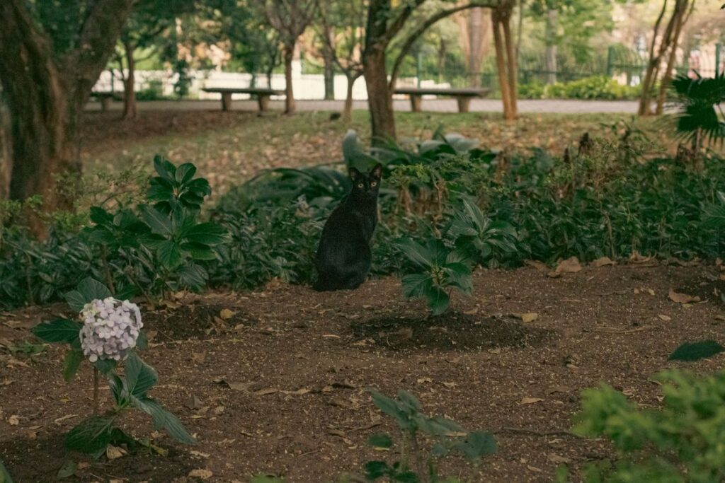 Black cat sitting among garden plants and flowers, showing why owners ask are hyacinths toxic to cats before planting spring bulbs