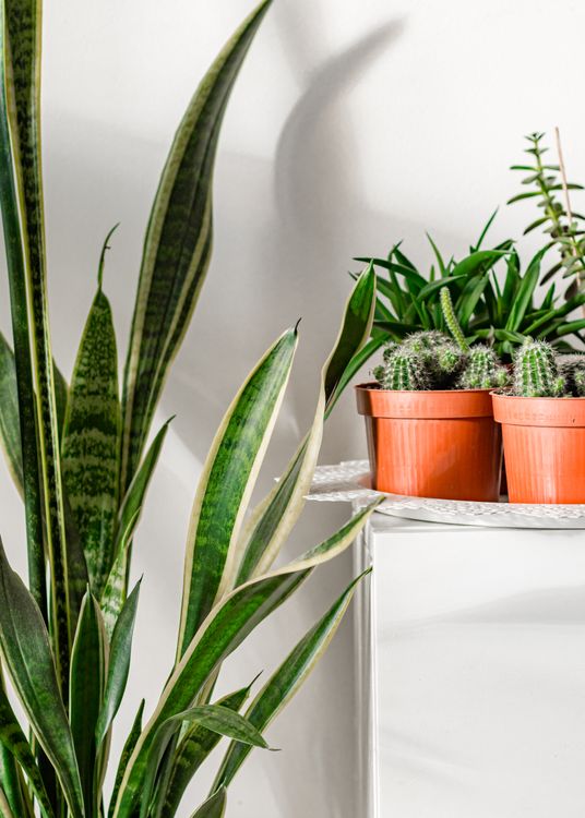 Are Snake Plants Safe for Cats? No, They Are Toxic Snake plant (Sansevieria trifasciata) with other houseplants, a plant the ASPCA lists as toxic to cats